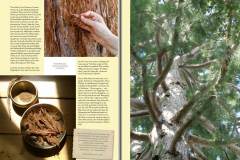 Tree-of-Life-Ava-Weis-Buch-Digital_Seite_07